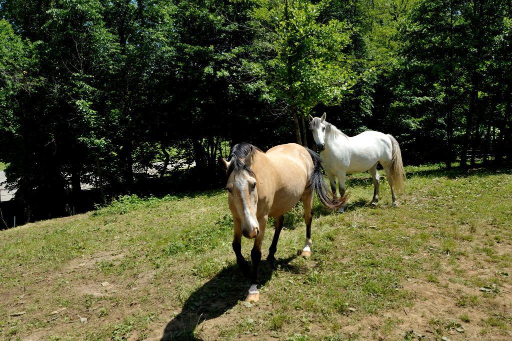 Tourist Farm Dujceva Domacija Villa Vremski Britof Bagian luar foto